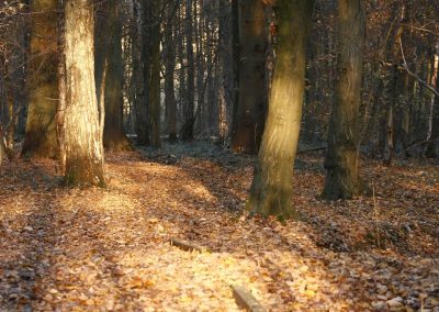 Couleurs d'automne : sous bois de Libercourt