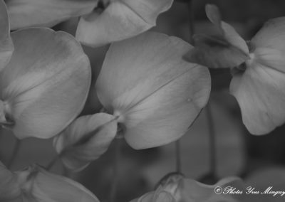 Fleurs de glycine en Noir et Blanc