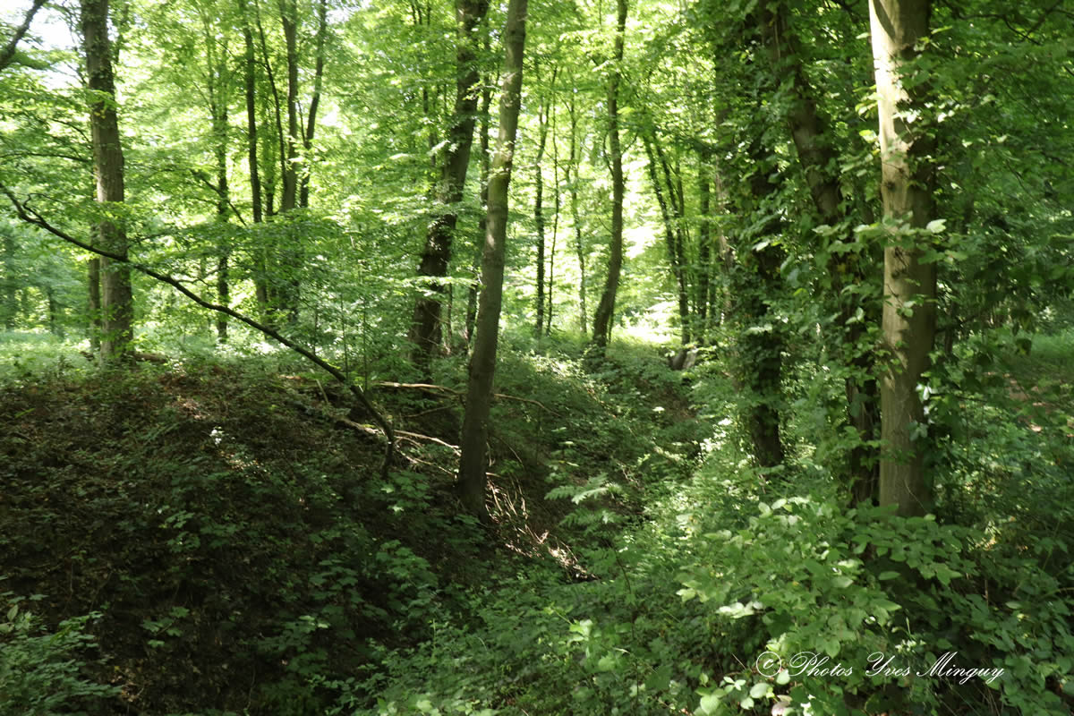 Forêt de Phalempin Les ruisseaux sont à sec 3 Juin 2020