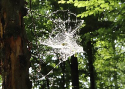 Le pollen pris au piège Forêt de Phalempin