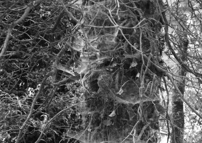 La marais de Biache Saint Vaast : L'arbre drapé de toiles d'araignées