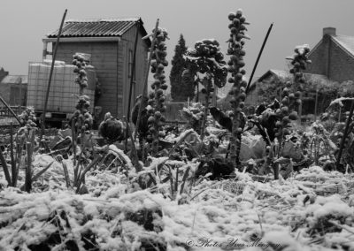 L'hiver aux jardins ouvriers de Libercourt
