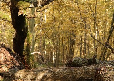 Couleurs d'automne Bois de l'Emolière Libercourt