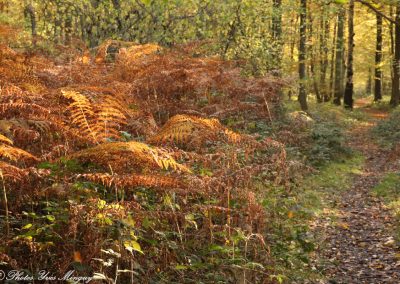 Couleurs d'automne Bois de l'Emolière Libercourt