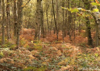 Forêt de fougères dans le bois de l'Emolière Libercourt