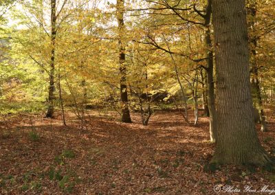 Bois d'Epinoy Libercourt : couleurs d'automne