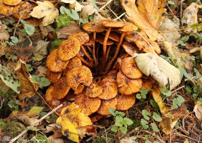 Bois d'Epinoy Libercourt : couleurs d'automne