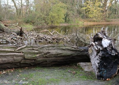 Arbre tombé au bord de l'étang Parc des Hautois