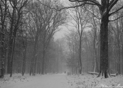 La neige tombe sur le bois de l'Emolière
