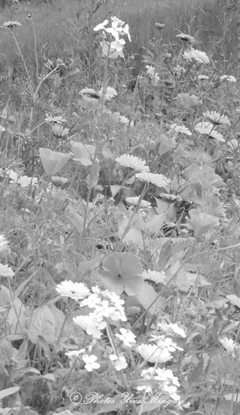 Fleurs test noir et blanc