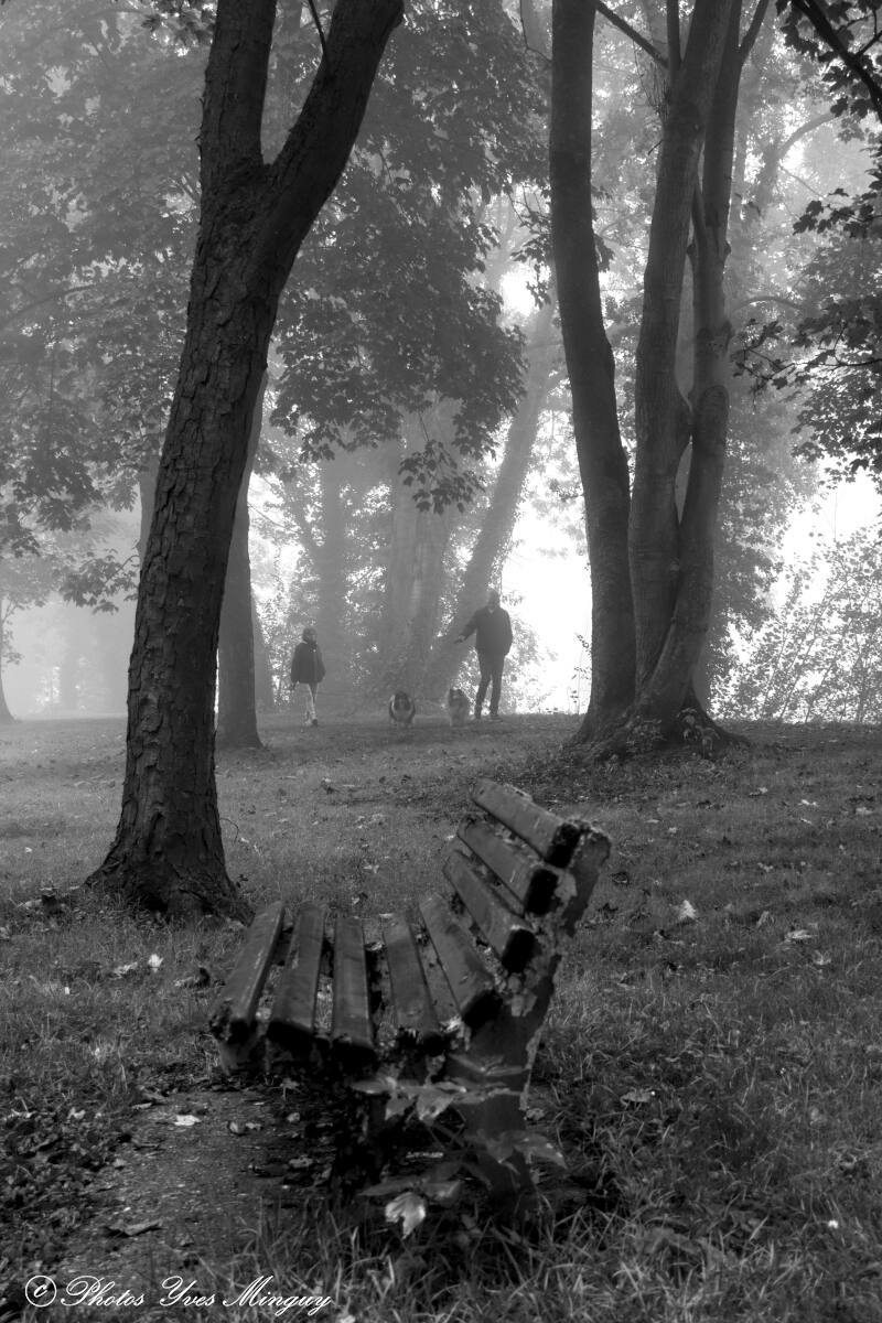 Balade des chiens et Bancs publics parc de Courrières dans le brouillard