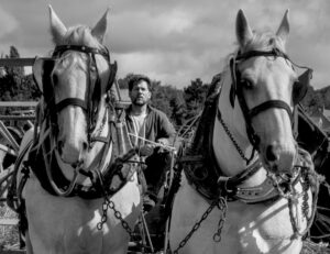 2 magnifiques boulonnais en plein travail